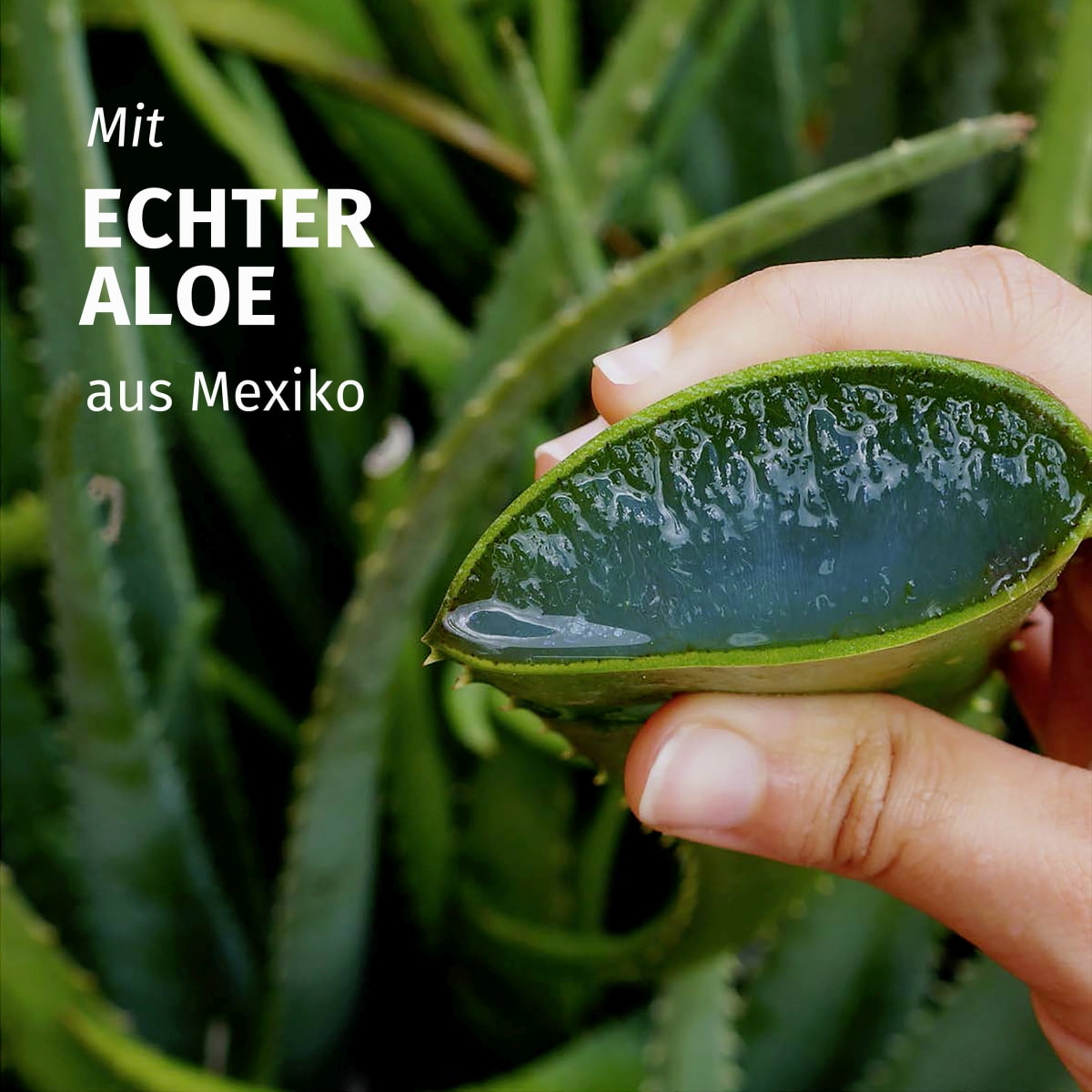 Feuchtigkeit Aloe Vera Shampoo