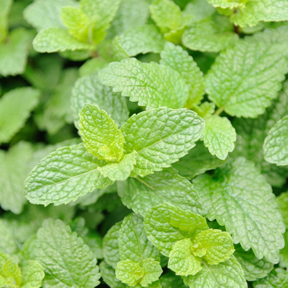 Freschezza Shower Gel alla Menta