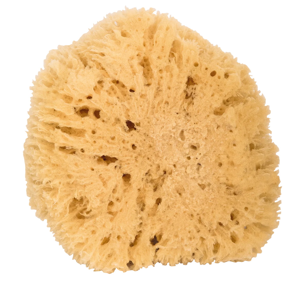 XXL Body Sponge