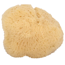 Gesichtsschwamm