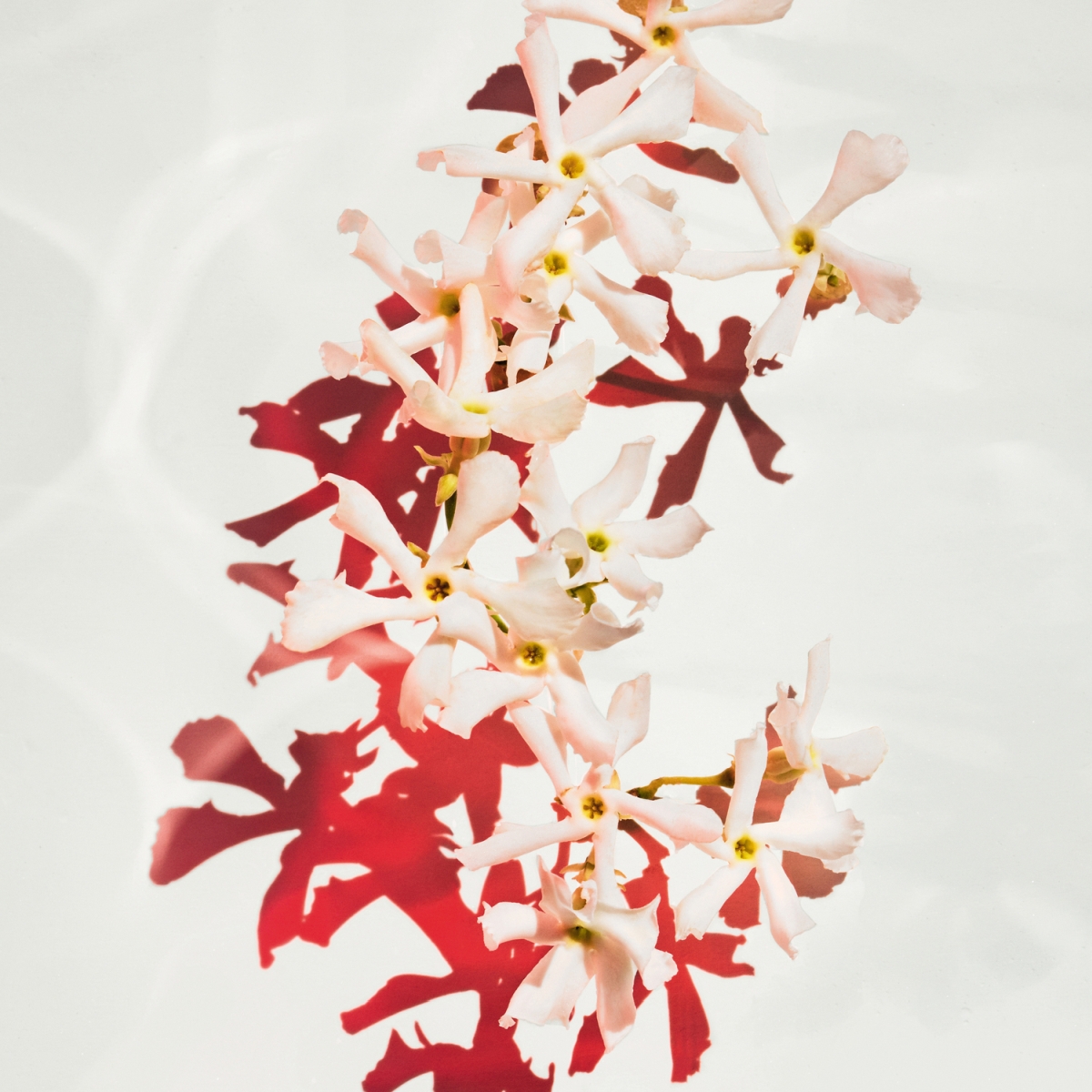 Parfum