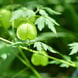 Baume Doux au Pois de Cœur