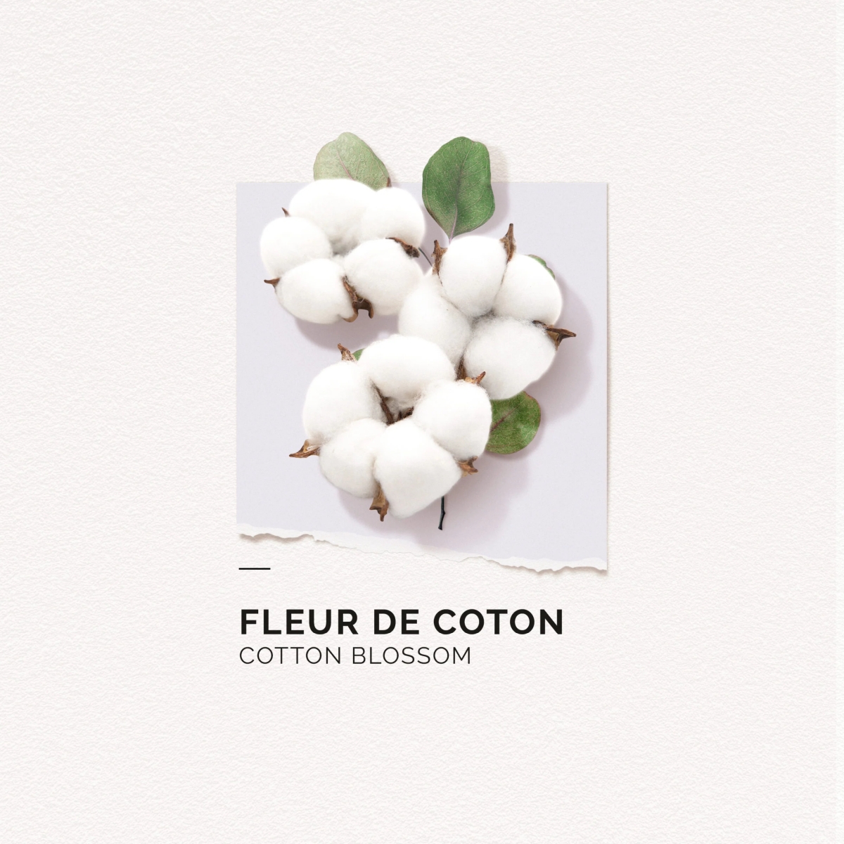 Eau de Parfum Coton