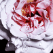 Reborn Woman - Eau de Toilette