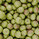 Anti-Pollution-Peeling-Shampoo mit Schweizer Apfel