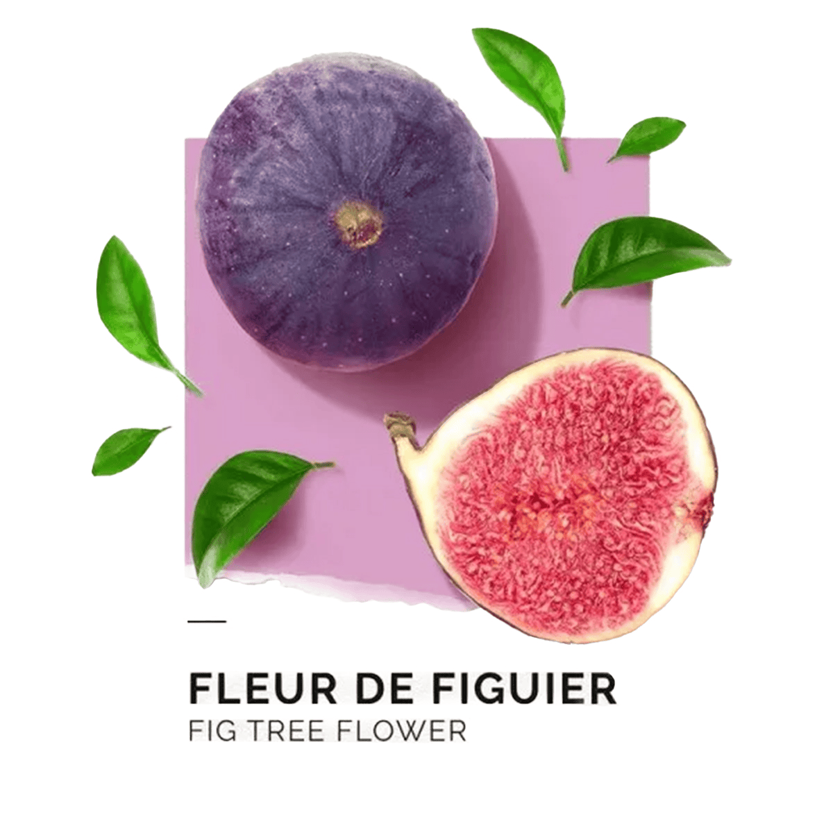 Eau de Parfum Figuier