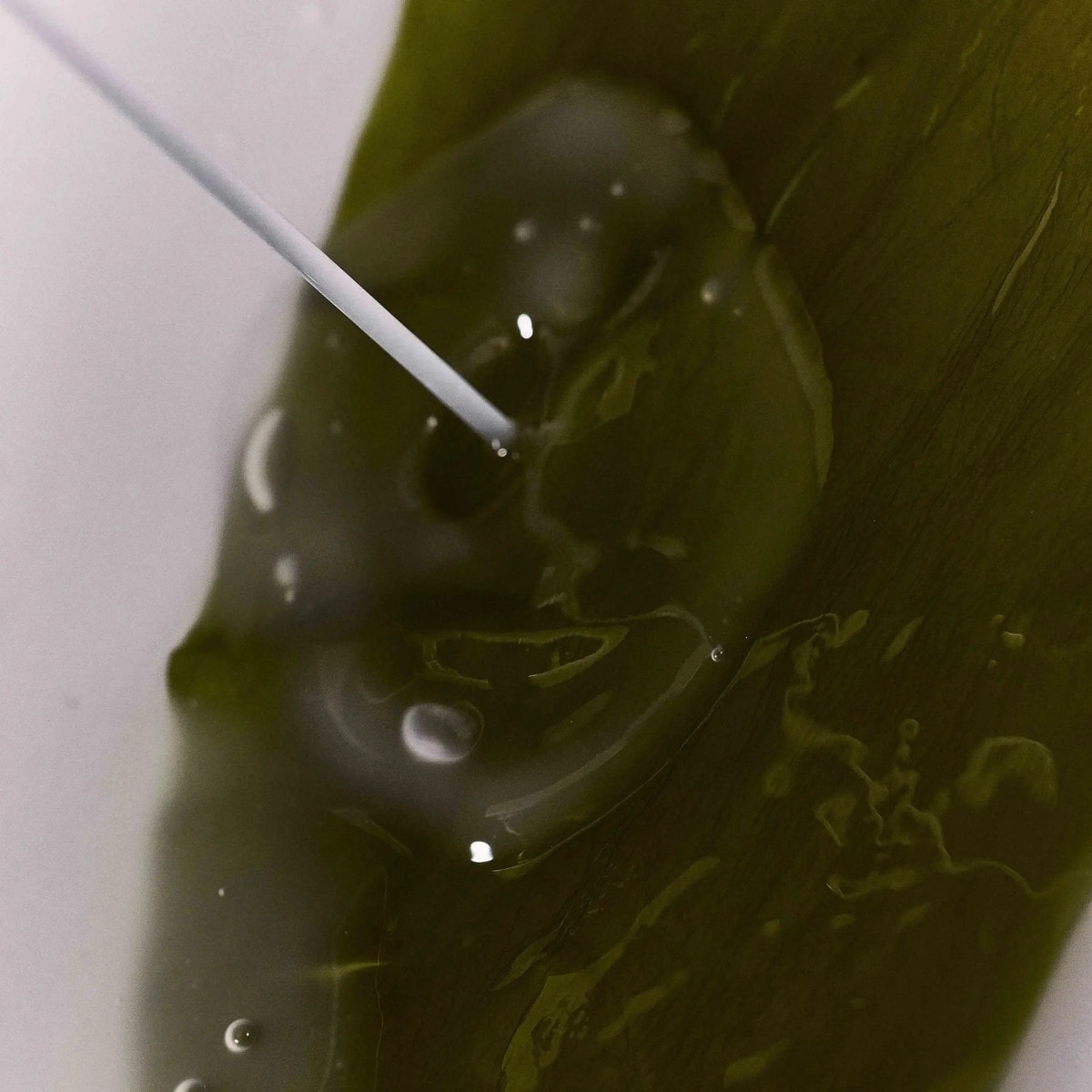 Algae Organic Kelp Mask