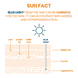 Crème solaire teintée SPF50+