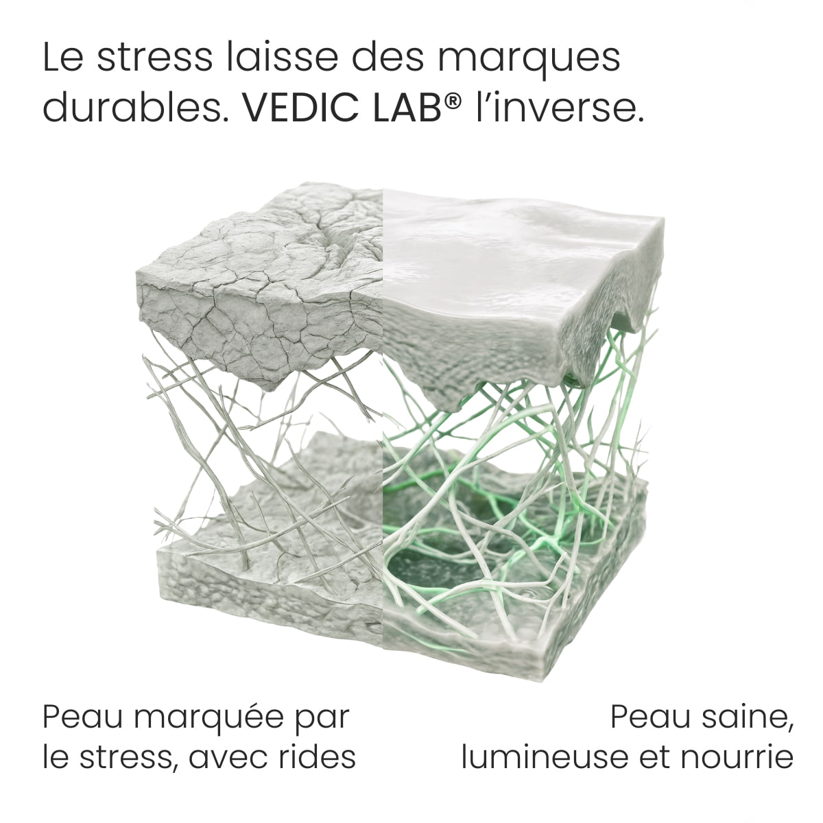 Crème de jour énergisante
