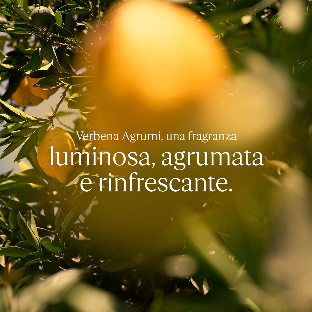 Verveine Agrumes Eau de Toilette