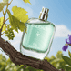 Fresh Fragrance