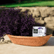Bellezza anti-age night cream