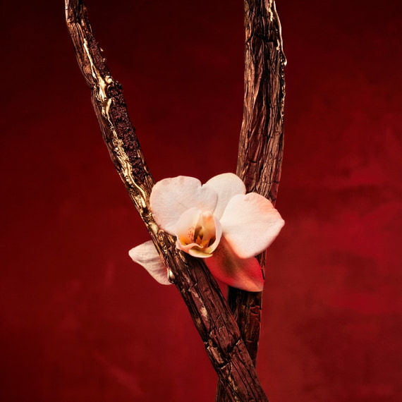 Absolu Parfum Intense