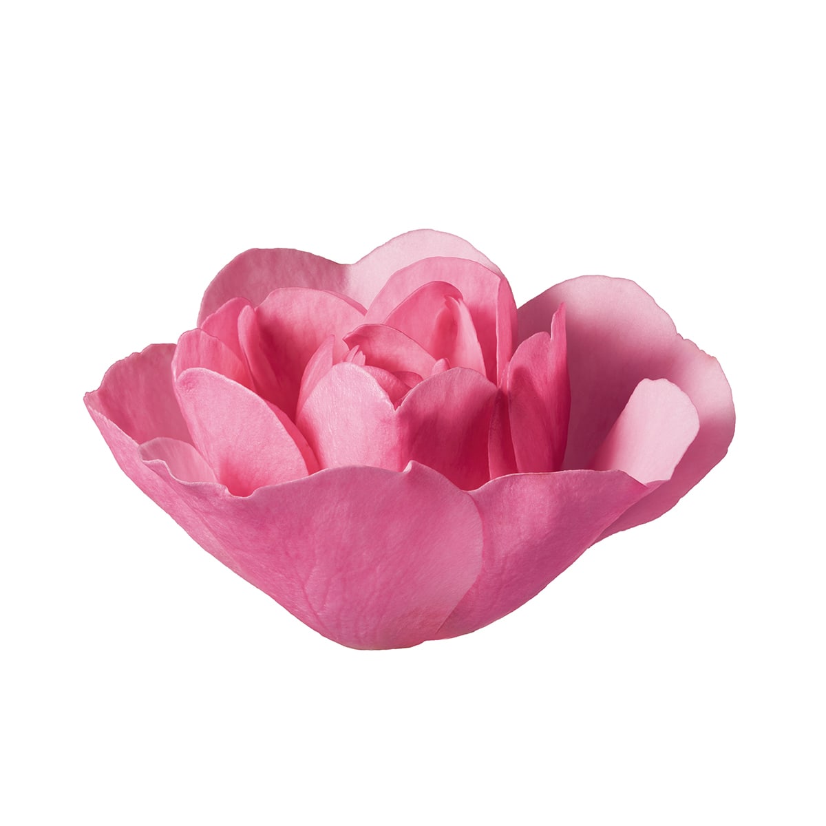 Rose Finishing Oil