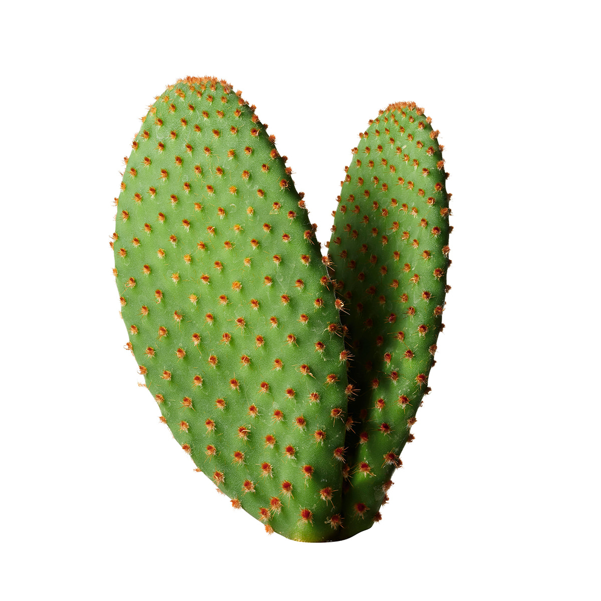 Barbary Fig Finishing Oil