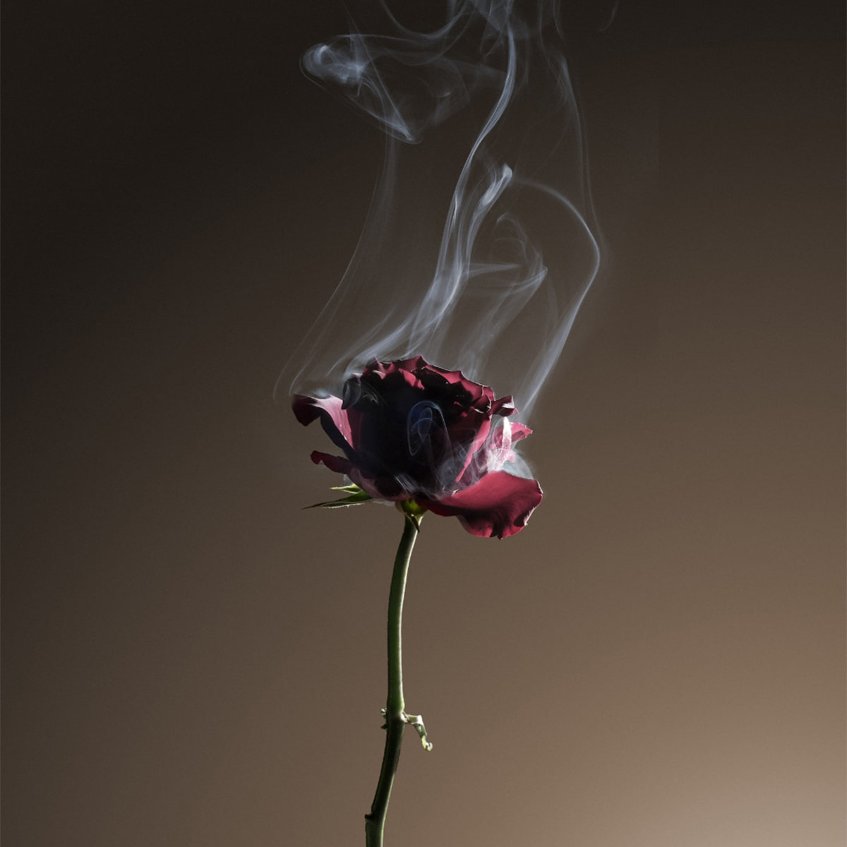 Rose Palezia Extrait de Parfum