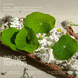 Wild Seeds Brennnesselsamen