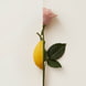 Rosa Limone Extrait de Parfum