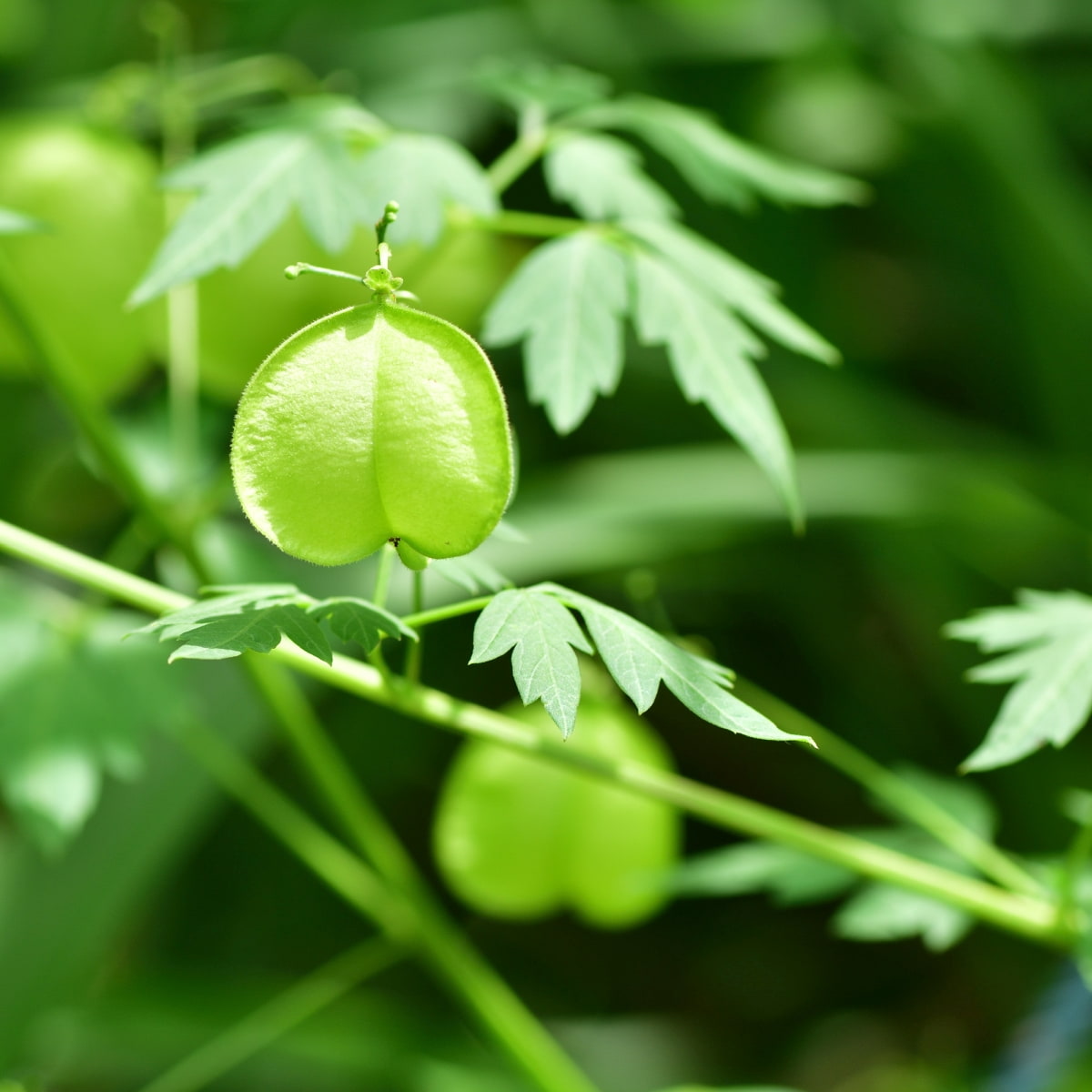 Baume Doux au Pois de Cœur