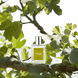 Eau de Parfum