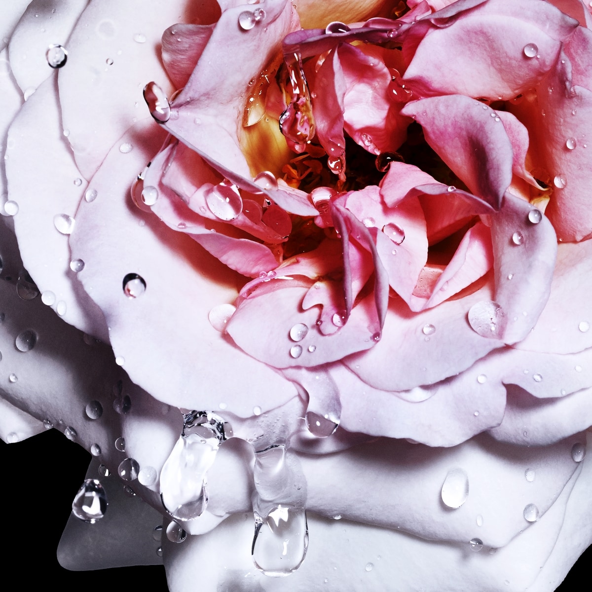 Reborn Woman - Eau de Toilette