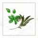 Riparazione Reparierendes Festes Shampoo
