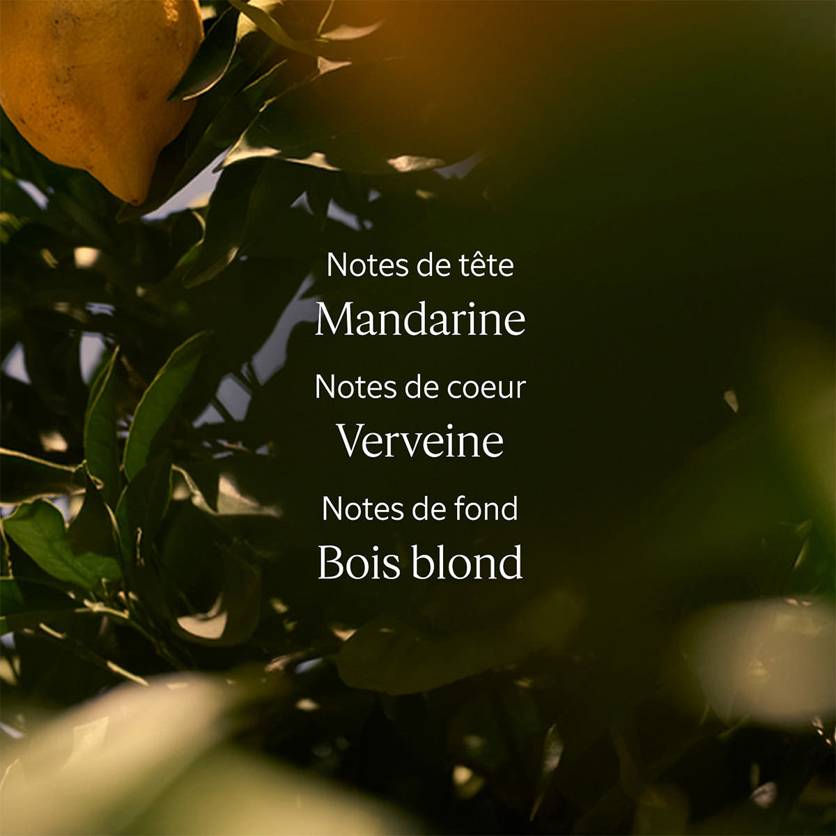Verveine Agrumes Lait Corps