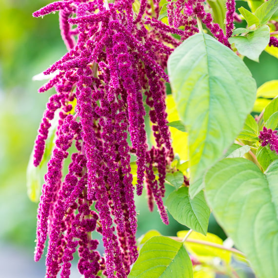 Repair-Cream mit Amaranth