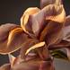 Parfum