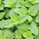 Freschezza Shower Gel alla Menta