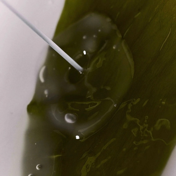 Algae Organic Kelp Mask