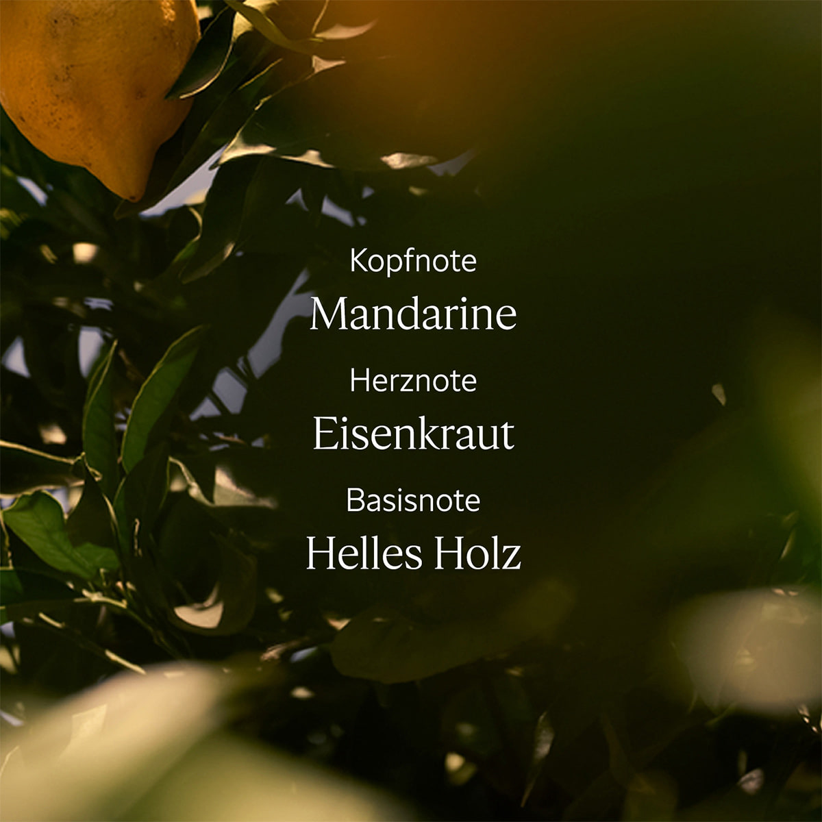 Verveine Citrus Shower Gel