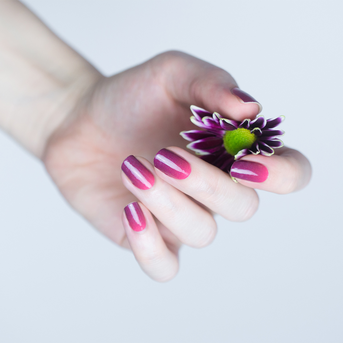 Pink Ombre