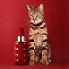 Yes I Am Eau de Parfum Collector Edition