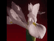 Parfum Elixir