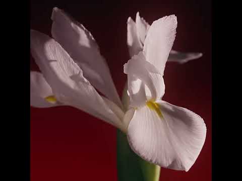 Parfum Elixir