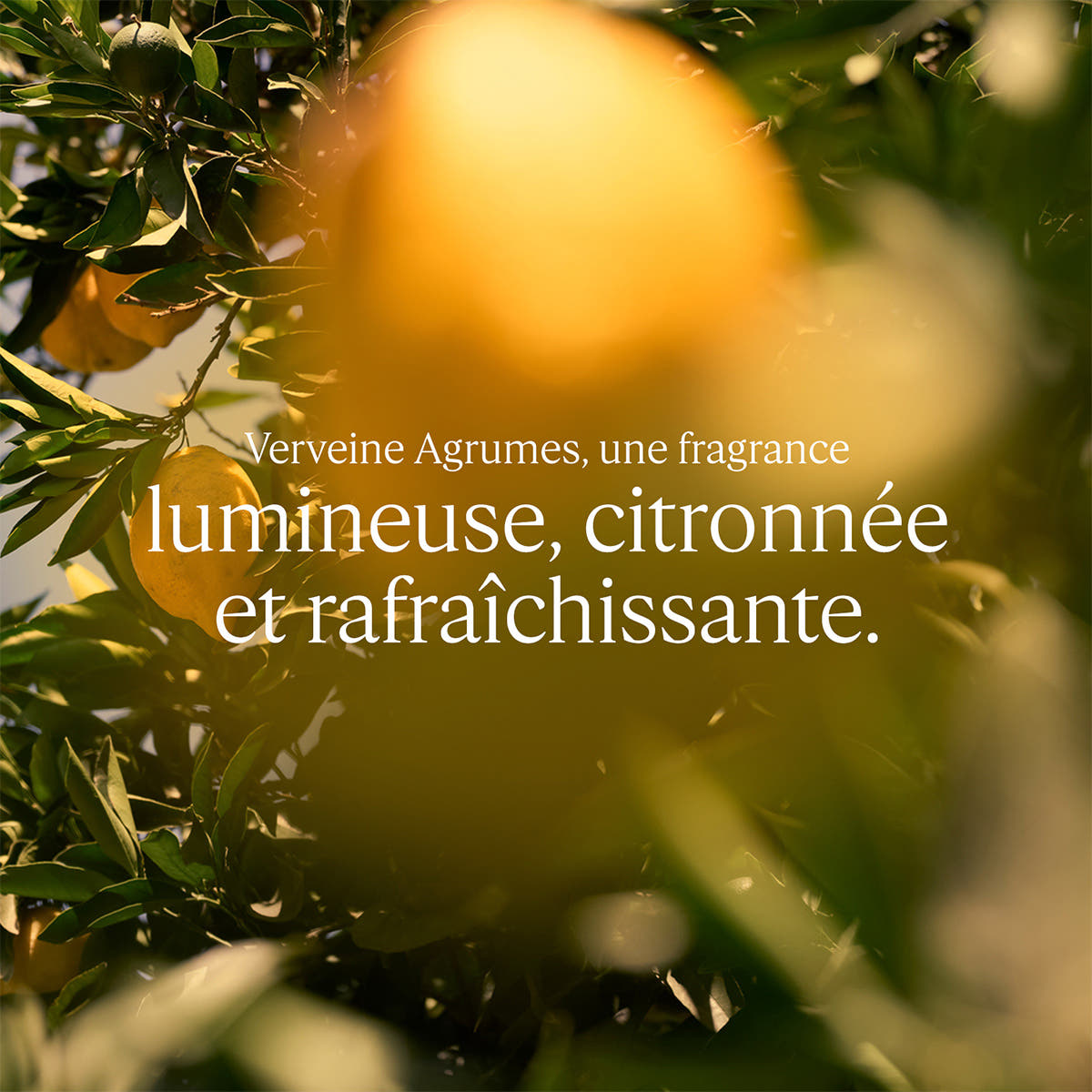 Verveine Agrumes Eau de Toilette