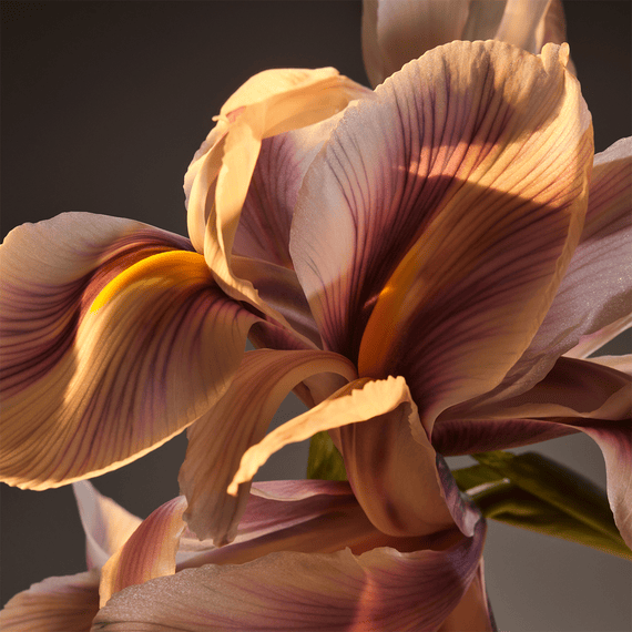 Parfum