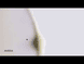 Invati Advanced Scalp Revitalizer