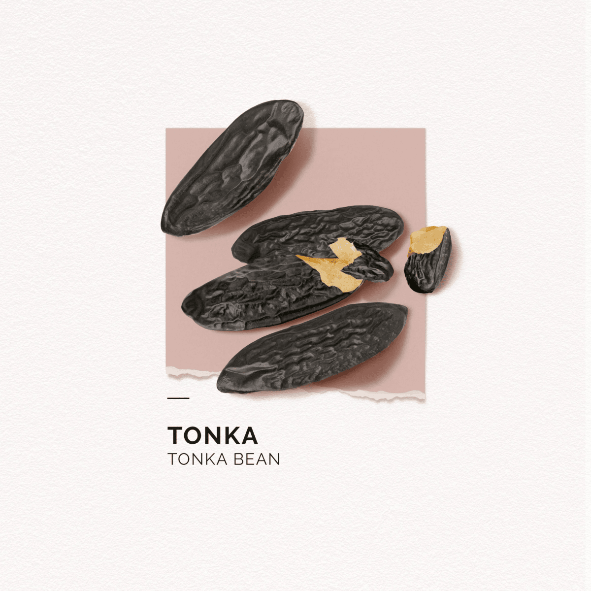 Eau de Parfum Tonka