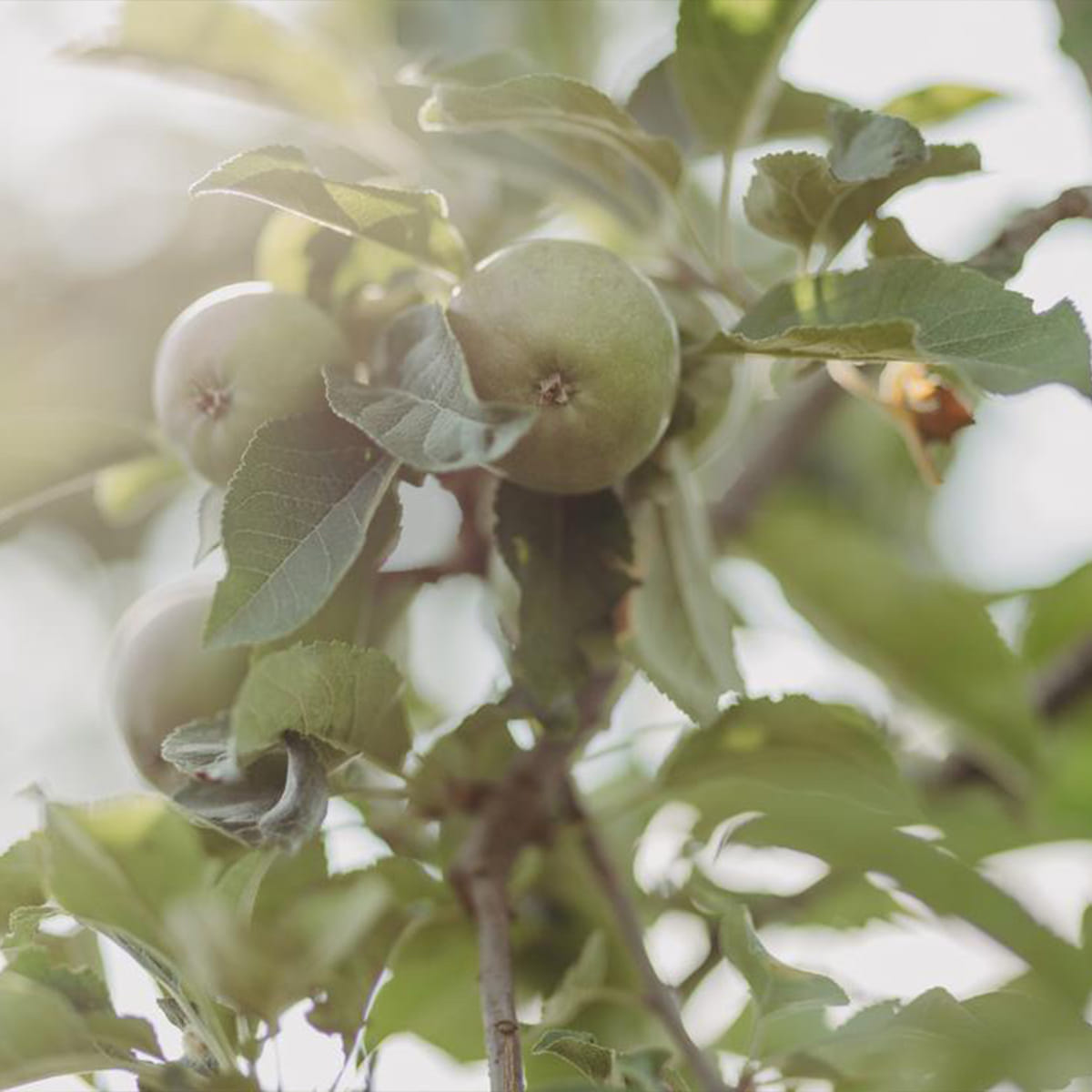 Anti-Pollution-Peeling-Shampoo mit Schweizer Apfel
