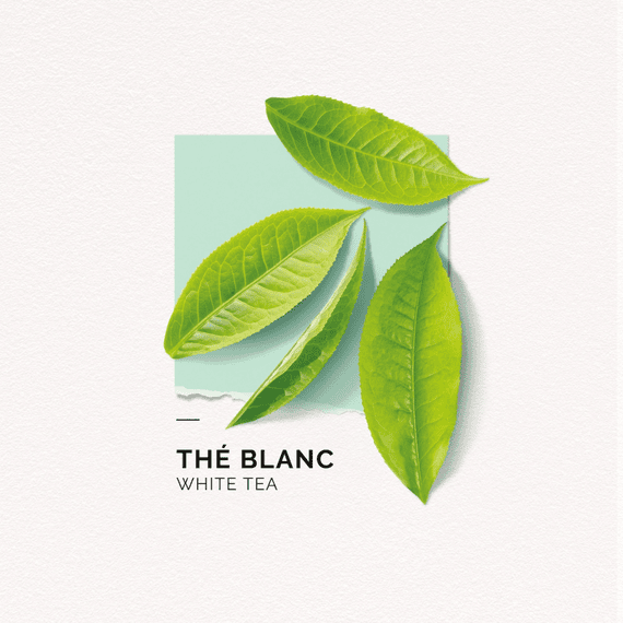 Eau de Parfum Thé Blanc