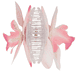 Pince Orchidée - Rose