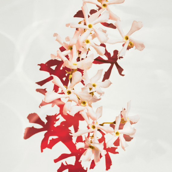 Parfum