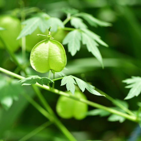Baume Doux au Pois de Cœur