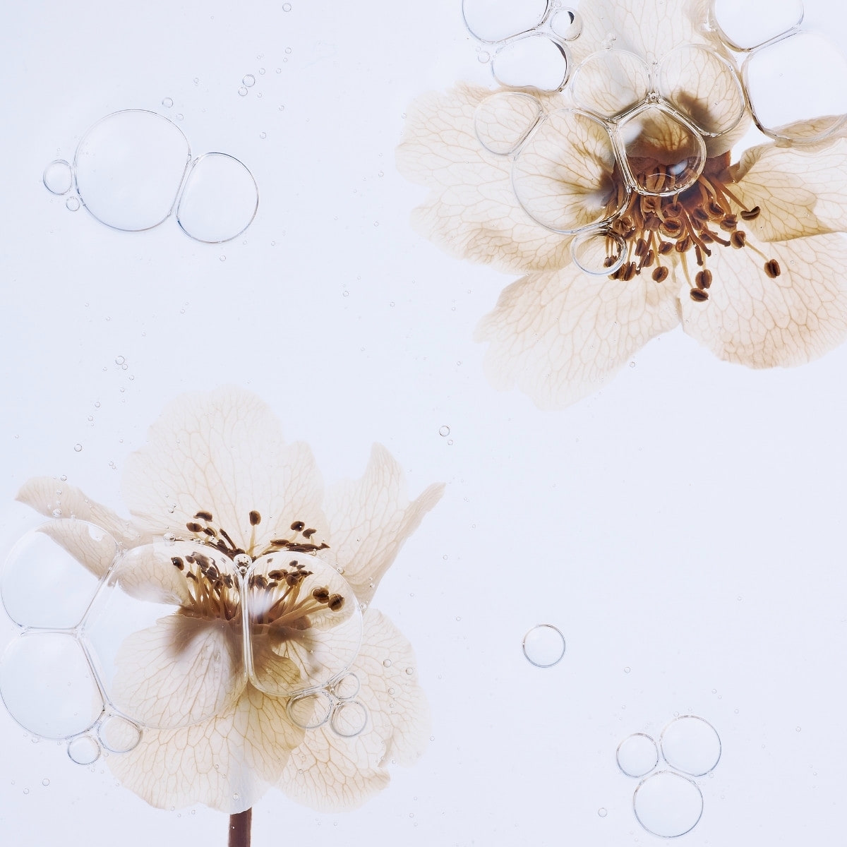 Organic Pear Blossom Essence Toner