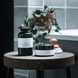 Icelandic Moss Salt Scrub